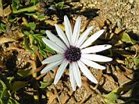 Dimorphoteque - Dimorphoteca (en Corse) (04) (Photo F. Mrugala)